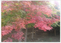 12306網(wǎng)上預(yù)訂火車票后如何取票